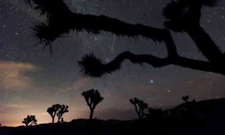 Orionid Meteor Shower 2026: How to Catch Halley’s Comet Debris at Its Peak This Week